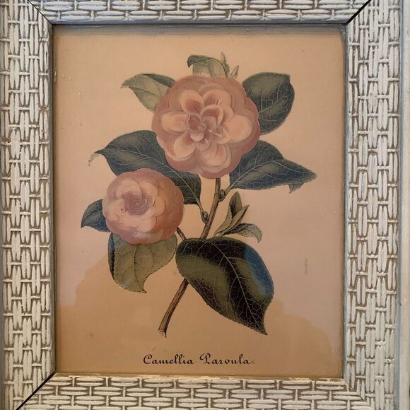 2 Vintage 1950s Framed Camellia Flower Lithographs 10.3" x 9.3" Pink+White+Green - Picture 7 of 7